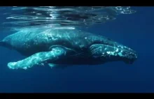 Whale WISDOM 2020 () Sir David Attenborough () HD