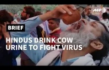 Hinduscy aktywiści piją krowi mocz na koronawirusa