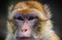 Małpy się ponownie koronawirusem nie zakażają.