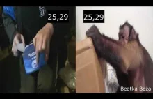 Major kontra małpa - test zręczności