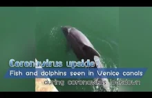Delfiny w Wenecji