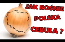 A tak w Polsce rośnie cebula...