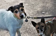 W Hiszpanii ludzie pożyczają psy, by móc wyjść z domu