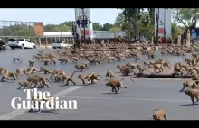 Setki małp biega po ulicach w poszukiwaniu jedzenia przez epidemie