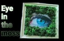 EYE IN THE MOSS / MOSS DECORATION / Moss image in the frame DIY / how to...