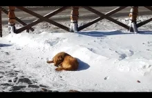 Porzucony pies spał na śniegu przez kilka dni ale jego los odmienił turysta