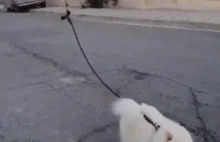 Jak wyprowadzić psa kiedy jesteś na kwarantannie