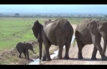 Mały słonik próbuje przejść przez strumień