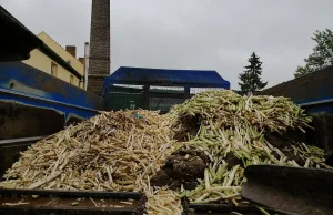 Koronawirus w Polsce, problemy w Niemczech. "Nie ma komu zbierać szparagów"