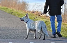 Koronawirus. Hiszpanie, żeby nie płacić kar za wyjście z domu, wypożyczają...