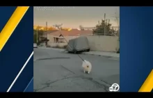 Dron wychodzi z psem na spacer