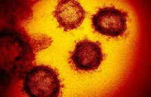 Islandia: Naukowcy wykryli 40 mutacji koronawirusa