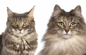 Maine Coon vs. Norweski Leśny - porównanie dwóch pięknych kocich ras.