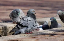 Koronawirus: Krakowskie gołębie głodują. KTOZ apeluje o dokarmianie szczurów