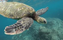Dlaczego żółwie tak bardzo lubią plastik?