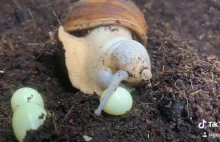 Być może nie zastanawiałeś/aś się jak ślimak znosi jaja