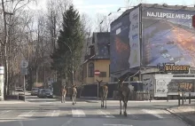 Dzikie zwierzęta na ulicach Zakopanego. Wychodzą, bo ulice opustoszały