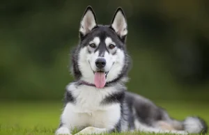 Husky syberyjski - idealny pies dla aktywnych ludzi!