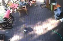 Kojot próbuje "ukraść" właścicielowi psa
