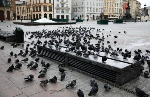 Gołębie na Rynku nie mają co jeść. Co się z nimi stanie?