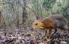Myszo-jeleń istnieje! Wymarły gatunek się odrodził w Wietnamie.