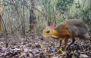 Myszo-jeleń istnieje! Wymarły gatunek się odrodził w Wietnamie.