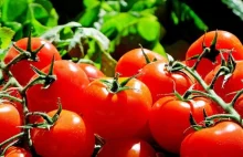 Plantator pomidorów w Norwegii chce zatrudnić całą drużynę ekstraklasy