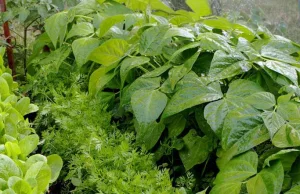 Współrzędna uprawa warzyw: jakie warzywa sadzić obok siebie
