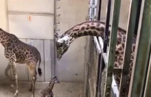 Mała żyraf po raz pierwszy widzi swojego tatusia