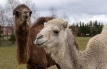 Dramat polskiego zoo. Przez koronawirusa kończą się pieniądze