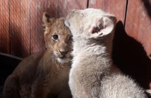 ZOO na skraju upadku przez koronawirusa. W sieci ruszyła zbiórka