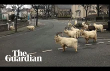 Dzikie Kozy górskie na ulicach miasta