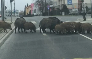 Rodzina dzików na ulicach Olsztyna. Im koronawirus nie jest straszny