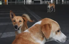 Miasto Shenzhen w Chinach zakazuje jedzenia psów i kotów
