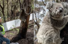 Uratowane misie koala powoli wypuszczane są z powrotem na łono natury w