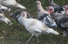 Lubuskie: ptasia grypa na fermie indyków. Prawie 100 tys. ptaków do uśpienia
