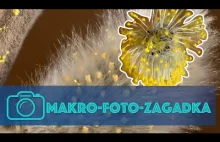 Makro foto zagadka. Sposób na nudę w kwarantannie