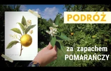 Walencja i podróż za zapachem do kolebki pomarańczy