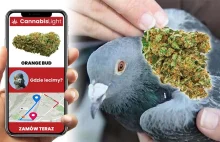 Cannabis Light oferuje wysyłkę kwiatów CBD gołębiem pocztowym. "W 24...