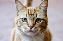 Koty mogą się wzajemnie zarażać koronawirusem. Czy są powody do obaw o...