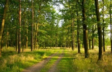 Wprowadzono tymczasowy zakaz wstępu do polskich lasów