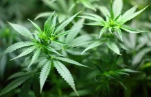 Nowe badania rzucają światło na potencjalnie negatywne skutki marihuany