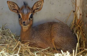 ZOO Wrocław szuka imienia dla małego Dikdika.