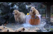 Kapibary biorą gorącą kąpiel z dodatkami