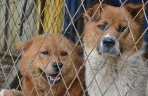 W Nowym Jorku zaczyna brakować psów i kotów do adopcji