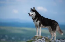 Piękny i bardzo wymagający od właściciela pies - przedstawiamy Husky!