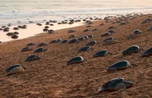 Dzięki nieobecności ludzi żółwie masowo składają jaja na plażach w Indiach