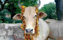 W Indiach krowy jedzą sałatę lodową i truskawki