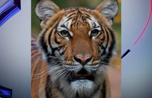Tygrys w Nowym Jorku zarażony koronawirusem- informuje zoo
