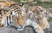 Tygrys z zoo w Nowym Jorku zakażony koronawirusem